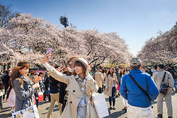 Hanami - Cherry Blossom in Japan The Joy of Spring