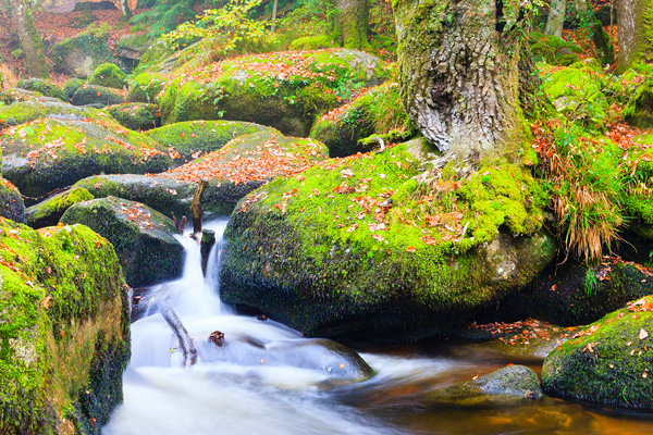 Dartmoor National Park images of Autumn in Devon by Suzy Bennett