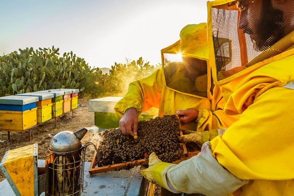 Etna’s Honey TRAVEL REPORTAGE by Alessandro Saffo