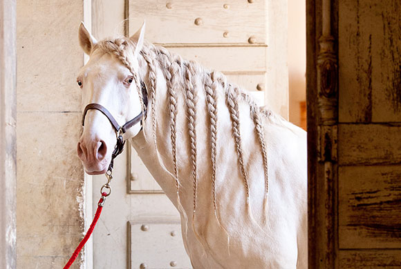 4Corners Favourite Classy Horse by Matteo Carassale