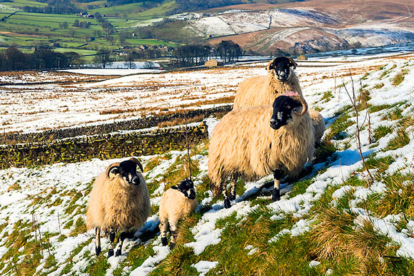 Yorkshire by Jordan Banks Spring comes to God's Own County